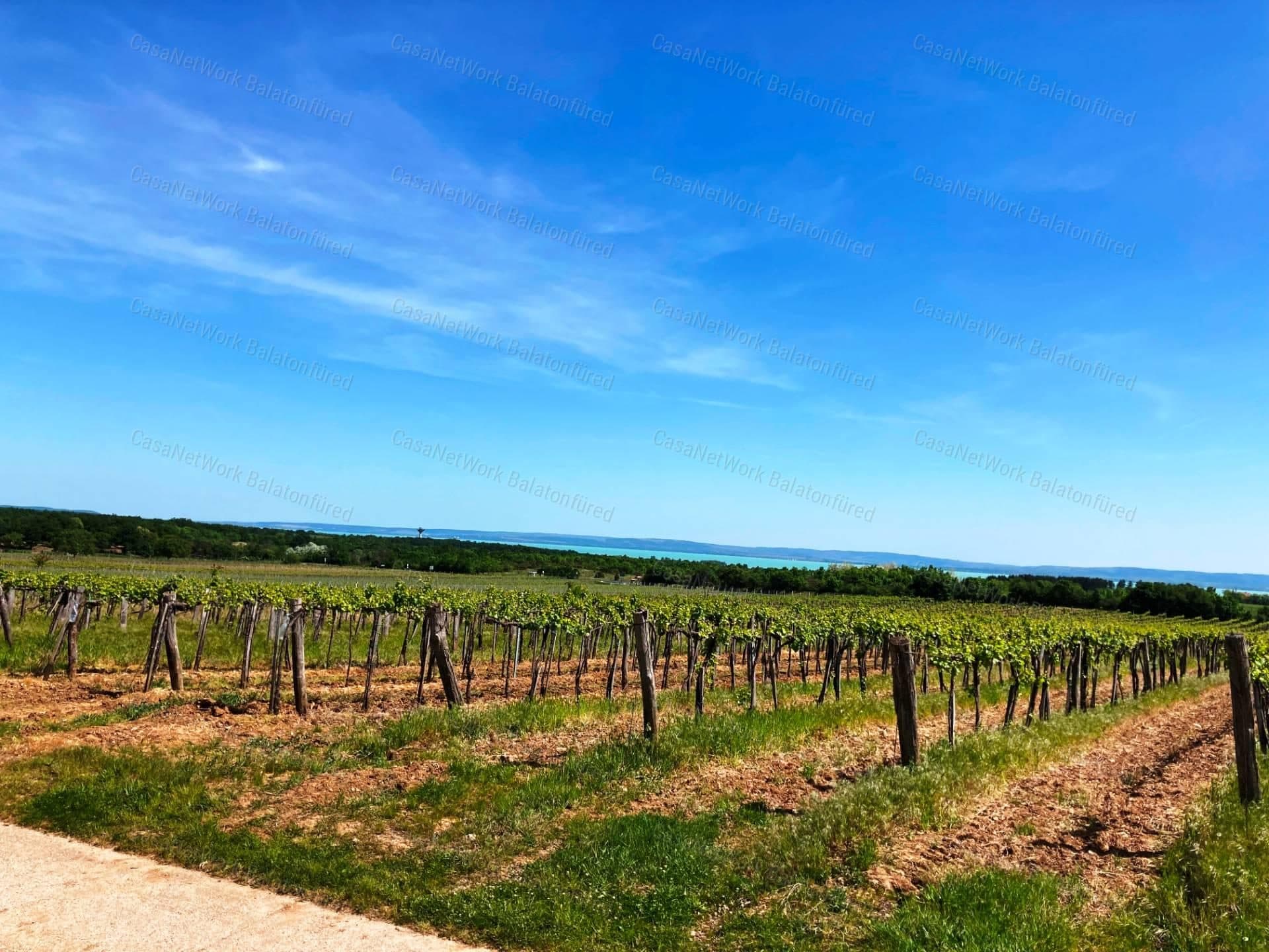 Weinberg mit Grauburgundern, 1,2 Hektar in Tagyon